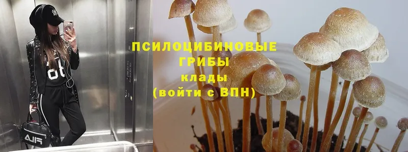 Псилоцибиновые грибы Psilocybe  MEGA ONION  Жуковка 